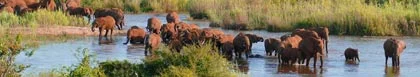 Ndlovumzi Nature Reserve Accommodation, Kruger National Park & Mopani